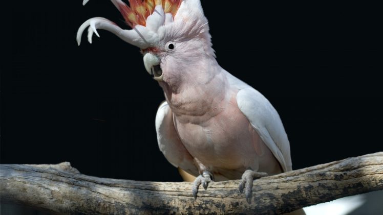 cockatoo, Parrot, Bird, Tropical,  90 HD Wallpaper Desktop Background