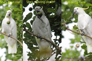 cockatoo, Parrot, Bird, Tropical,  88