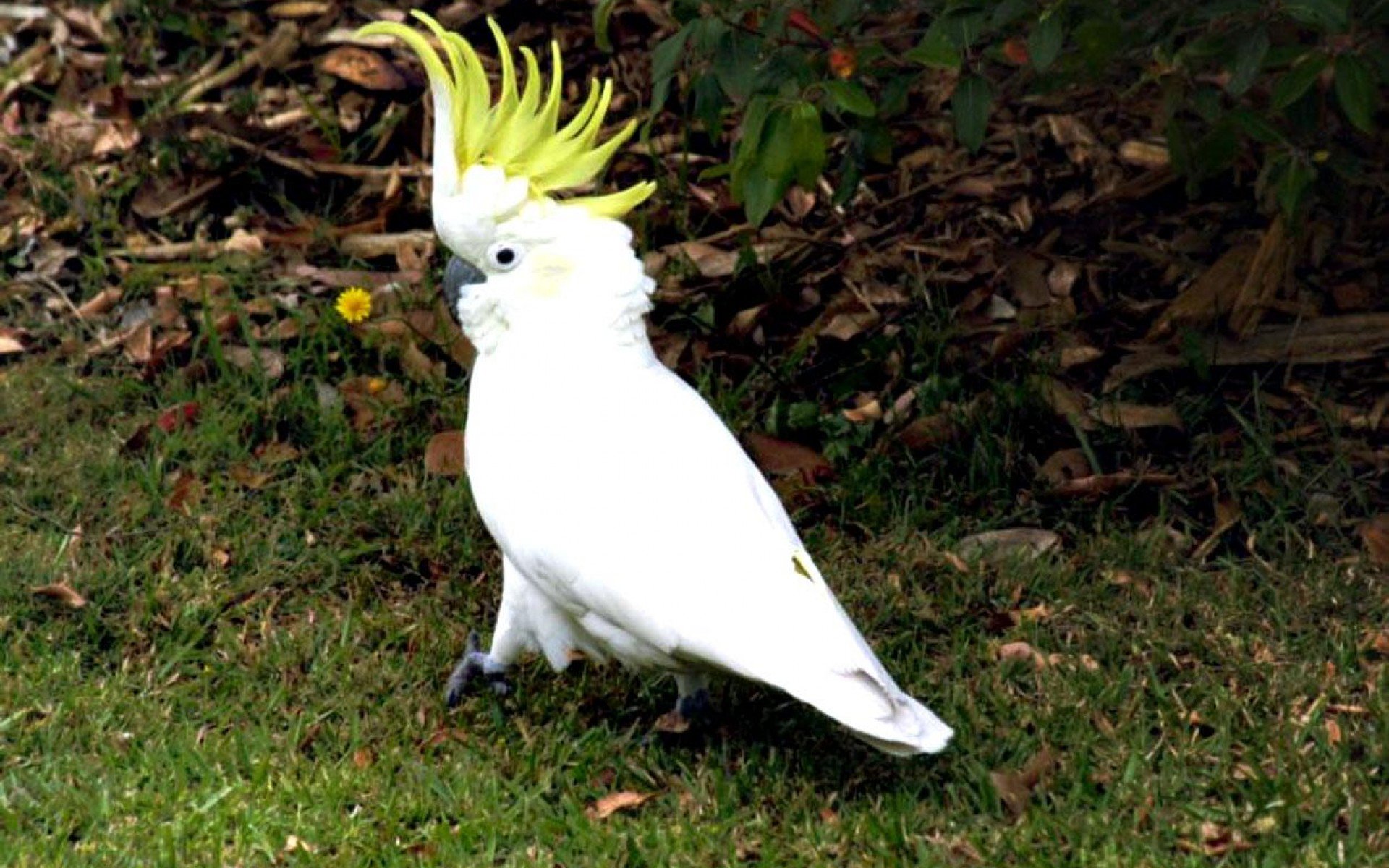 cockatoo, Parrot, Bird, Tropical,  91 Wallpaper