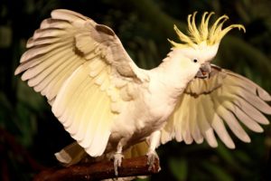 cockatoo, Parrot, Bird, Tropical,  92