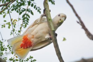 cockatoo, Parrot, Bird, Tropical,  93
