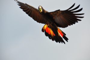 cockatoo, Parrot, Bird, Tropical,  96 , Jpg