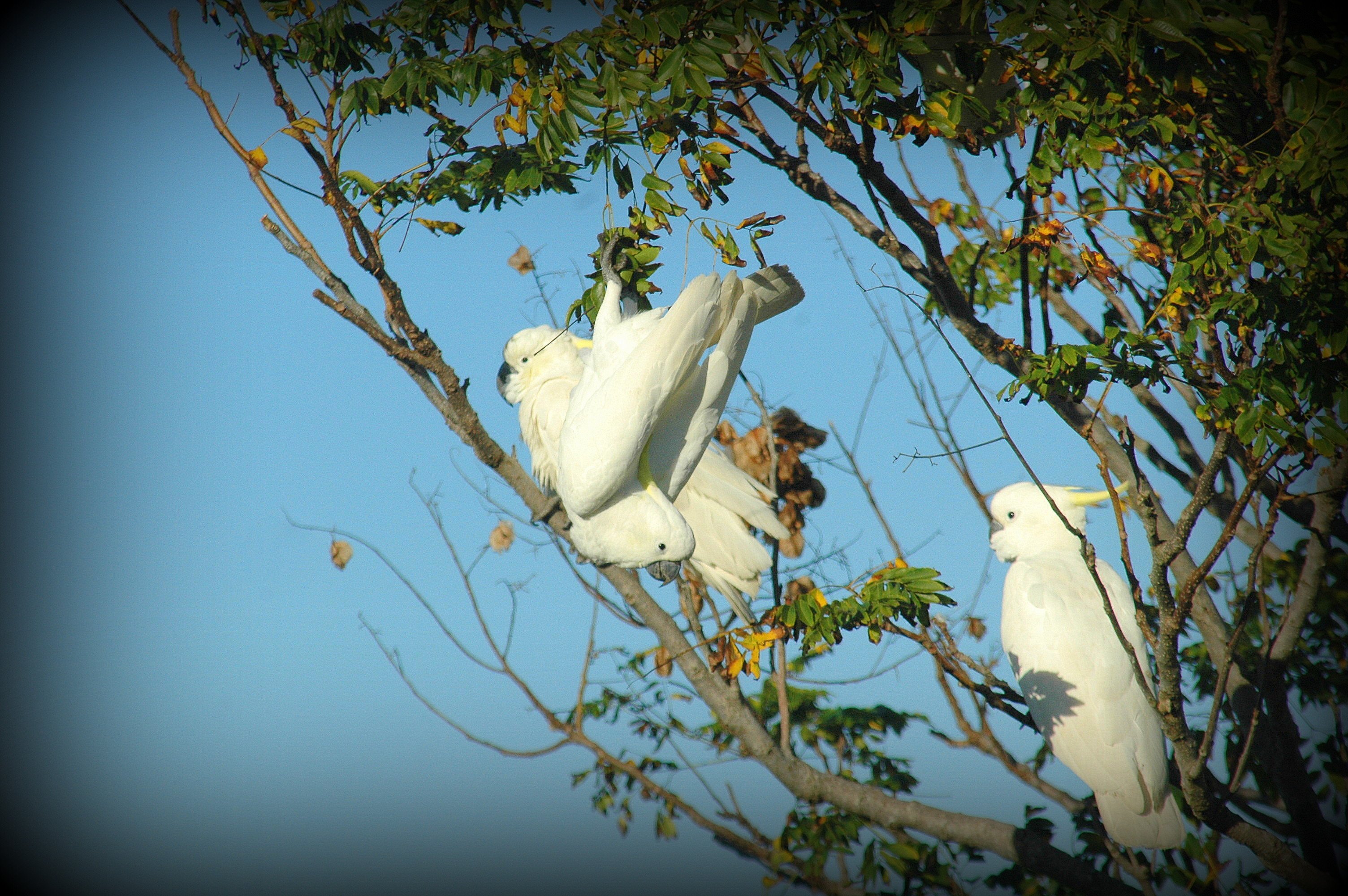 cockatoo, Parrot, Bird, Tropical,  95 Wallpaper