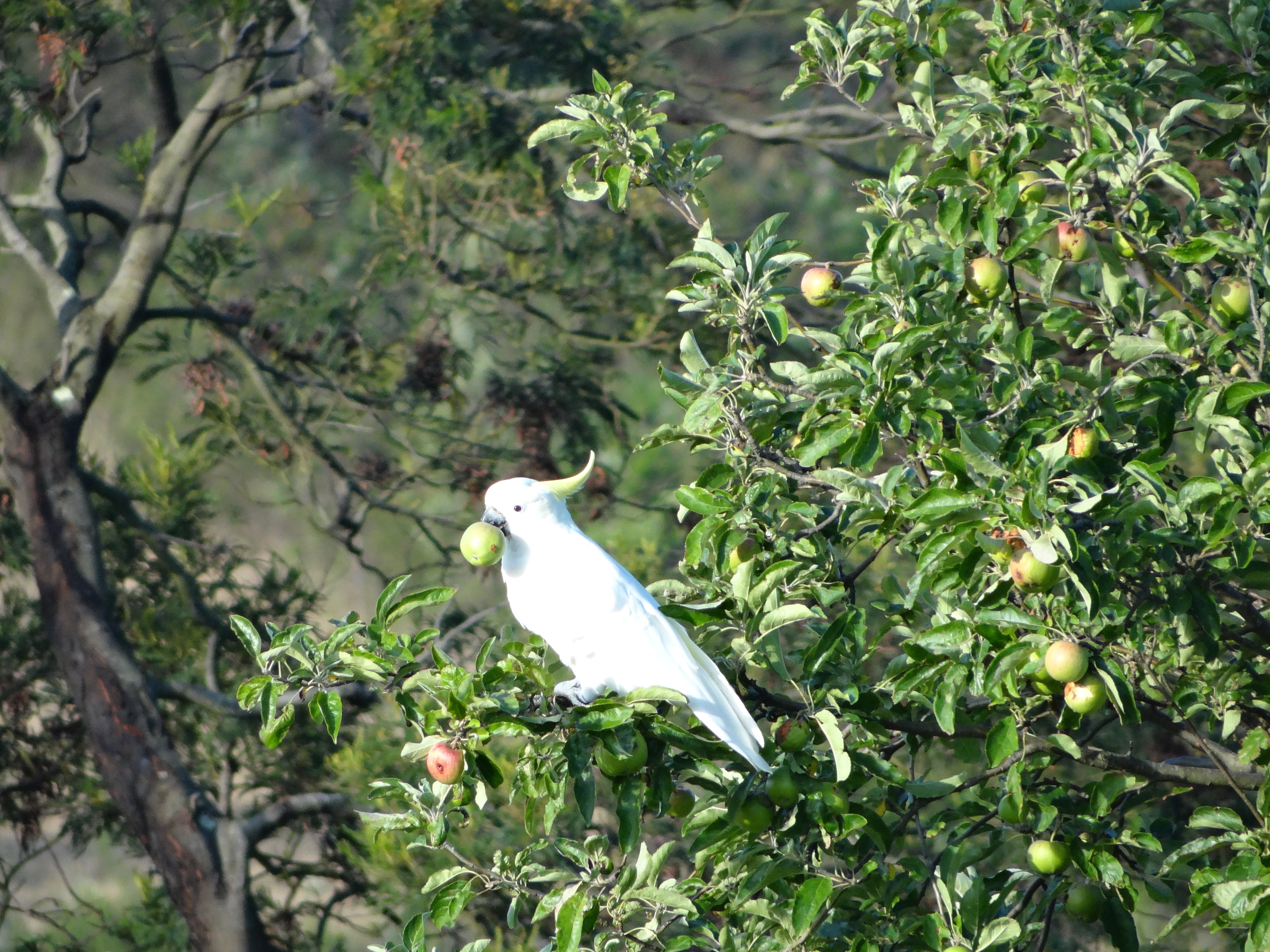 cockatoo, Parrot, Bird, Tropical,  97 Wallpaper