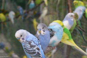 parakeet, Budgie, Parrot, Bird, Tropical,  1