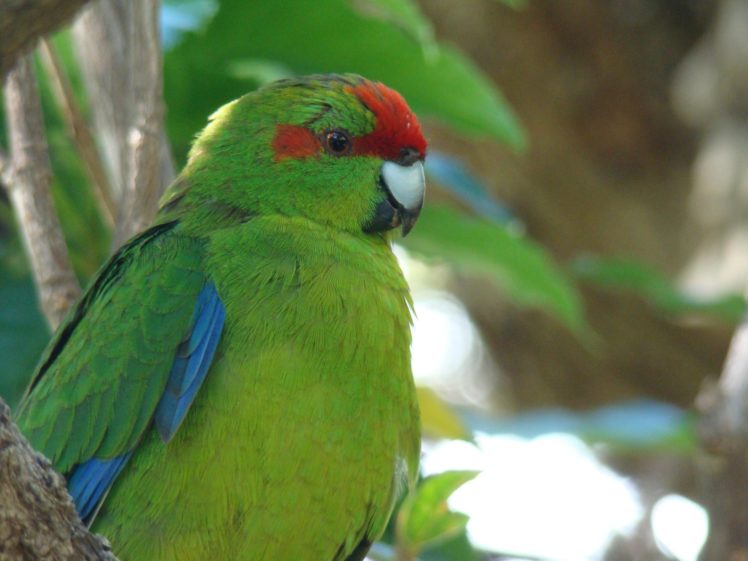 parakeet, Budgie, Parrot, Bird, Tropical,  1 HD Wallpaper Desktop Background