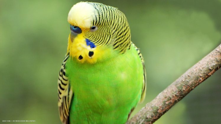 parakeet, Budgie, Parrot, Bird, Tropical,  4 HD Wallpaper Desktop Background