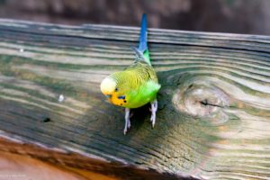parakeet, Budgie, Parrot, Bird, Tropical,  3