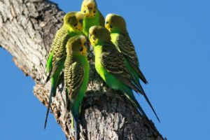 parakeet, Budgie, Parrot, Bird, Tropical,  6