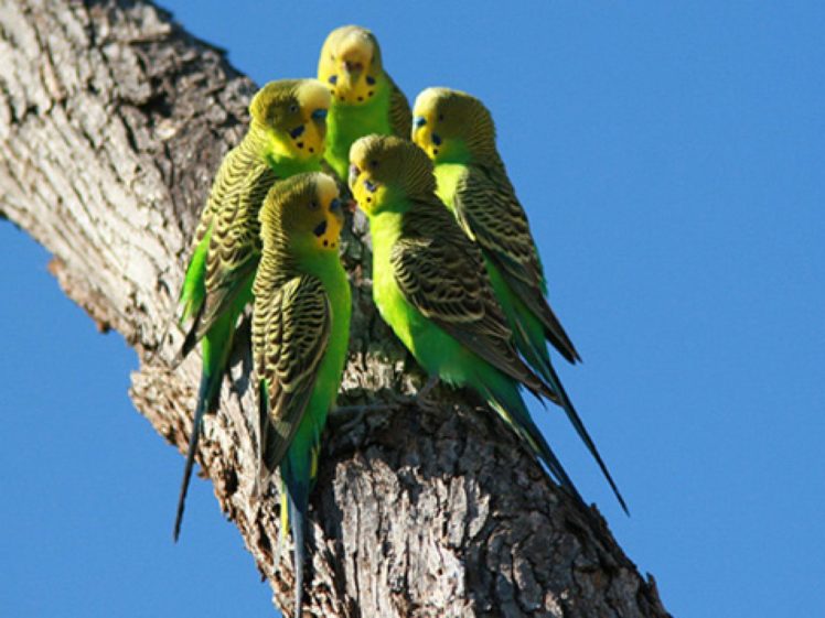 parakeet, Budgie, Parrot, Bird, Tropical,  6 HD Wallpaper Desktop Background