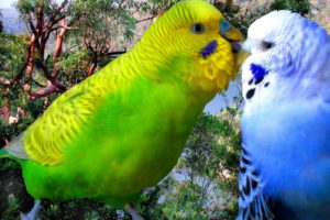 parakeet, Budgie, Parrot, Bird, Tropical,  7