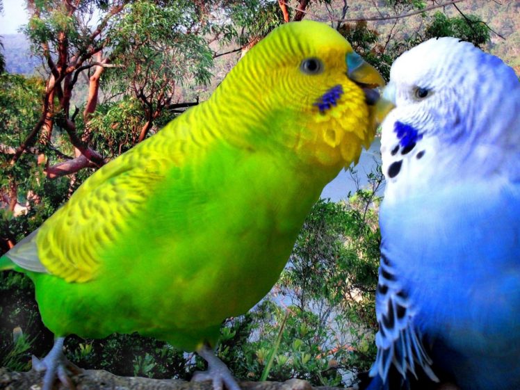 parakeet, Budgie, Parrot, Bird, Tropical,  7 HD Wallpaper Desktop Background