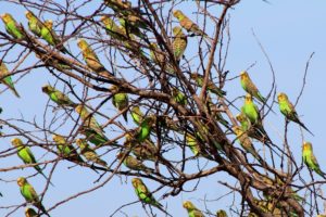parakeet, Budgie, Parrot, Bird, Tropical,  8