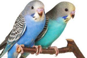 parakeet, Budgie, Parrot, Bird, Tropical,  14