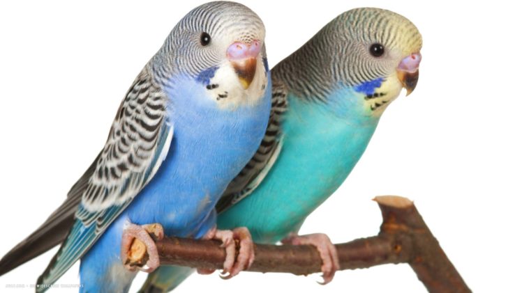 parakeet, Budgie, Parrot, Bird, Tropical,  14 HD Wallpaper Desktop Background