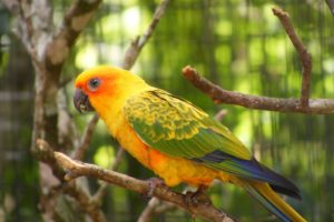 parakeet, Budgie, Parrot, Bird, Tropical,  18