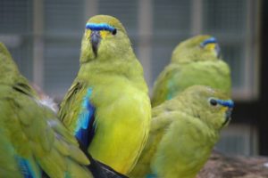 parakeet, Budgie, Parrot, Bird, Tropical,  19