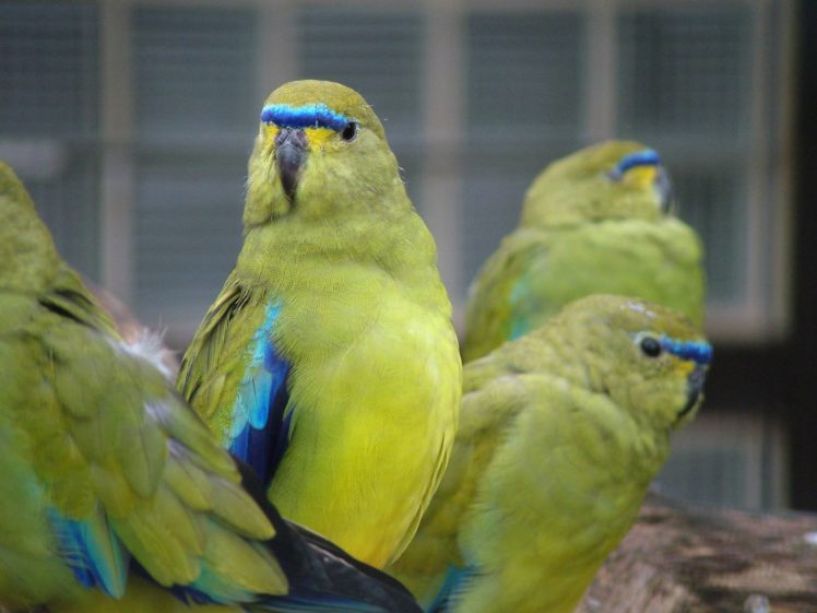 parakeet, Budgie, Parrot, Bird, Tropical,  19 HD Wallpaper Desktop Background