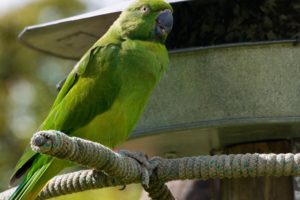 parakeet, Budgie, Parrot, Bird, Tropical,  20