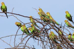 parakeet, Budgie, Parrot, Bird, Tropical,  21