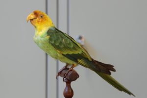 parakeet, Budgie, Parrot, Bird, Tropical,  15