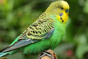 parakeet, Budgie, Parrot, Bird, Tropical,  23