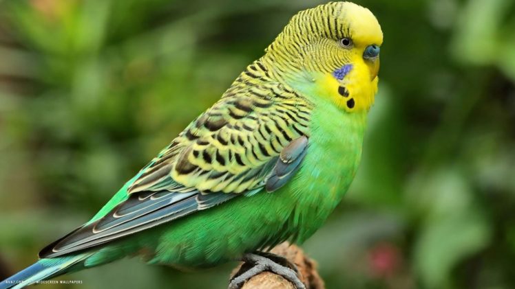 parakeet, Budgie, Parrot, Bird, Tropical,  23 HD Wallpaper Desktop Background