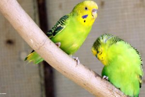 parakeet, Budgie, Parrot, Bird, Tropical,  24