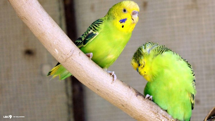 parakeet, Budgie, Parrot, Bird, Tropical,  24 HD Wallpaper Desktop Background