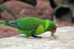 parakeet, Budgie, Parrot, Bird, Tropical,  26