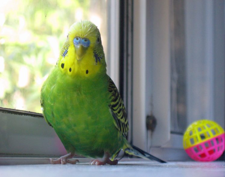 parakeet, Budgie, Parrot, Bird, Tropical,  31 HD Wallpaper Desktop Background
