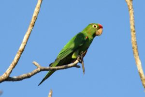 parakeet, Budgie, Parrot, Bird, Tropical,  30 , Jpg