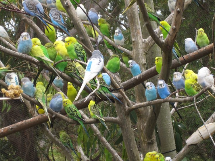 parakeet, Budgie, Parrot, Bird, Tropical,  34 HD Wallpaper Desktop Background