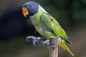 parakeet, Budgie, Parrot, Bird, Tropical,  33