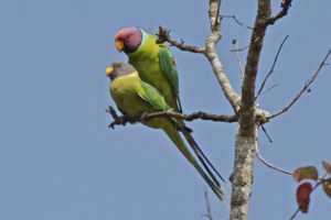 parakeet, Budgie, Parrot, Bird, Tropical,  28