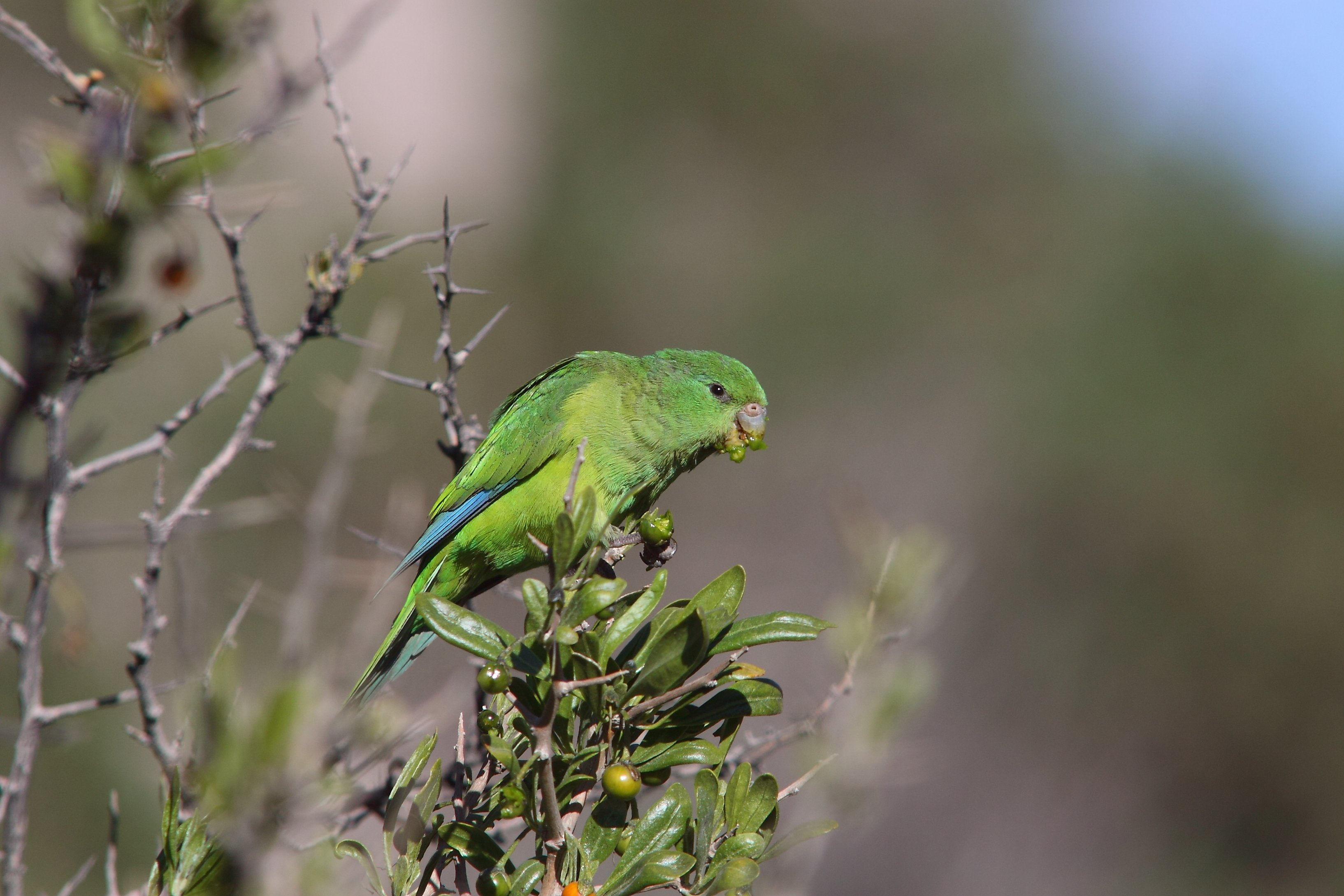 parakeet, Budgie, Parrot, Bird, Tropical,  29 , Jpg Wallpaper