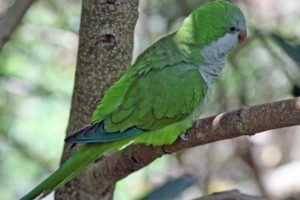 parakeet, Budgie, Parrot, Bird, Tropical,  40