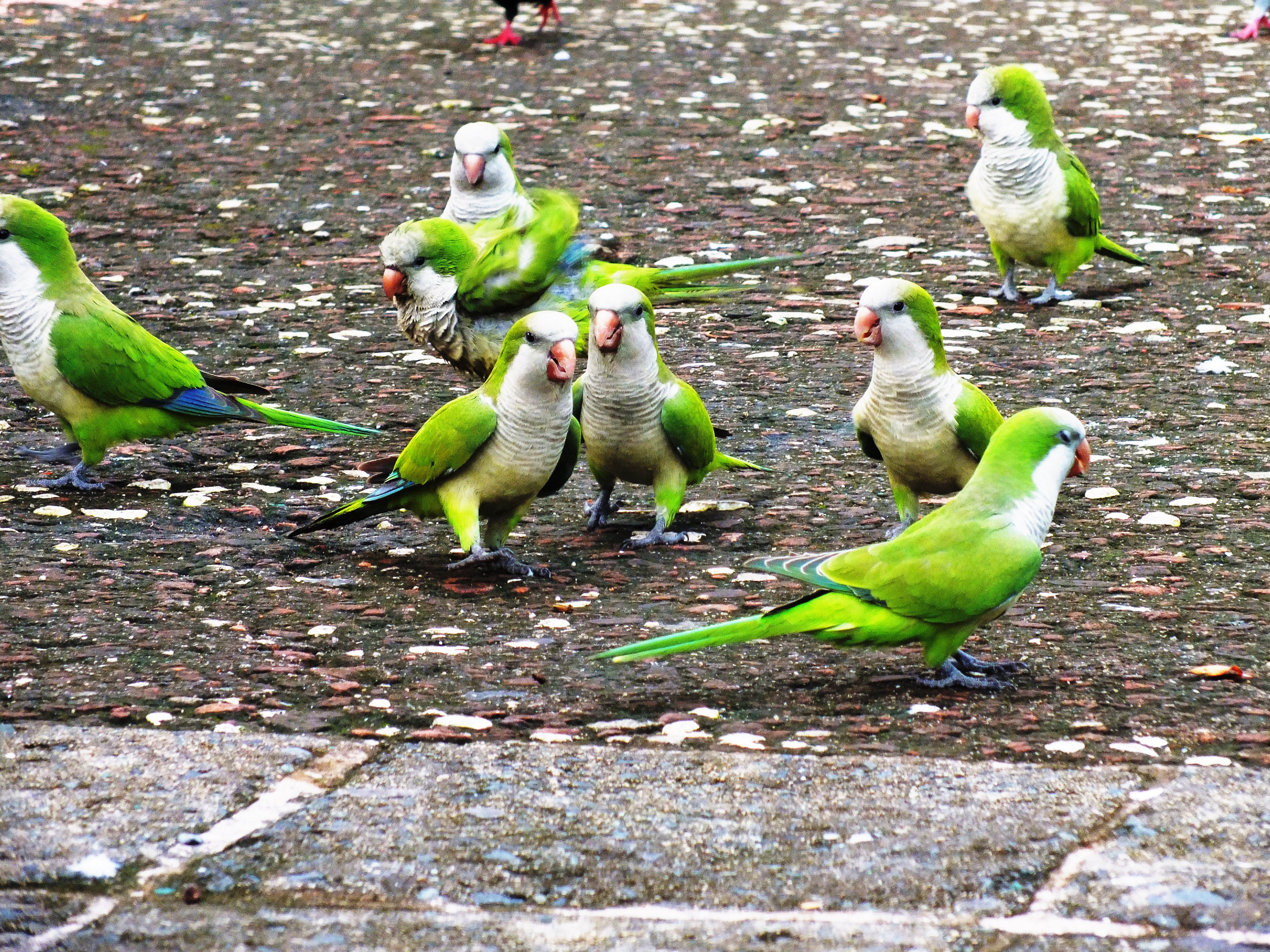 parakeet, Budgie, Parrot, Bird, Tropical,  36 , Jpg Wallpaper