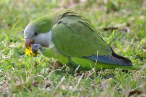 parakeet, Budgie, Parrot, Bird, Tropical,  43