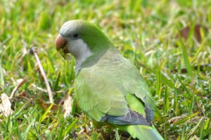 parakeet, Budgie, Parrot, Bird, Tropical,  44
