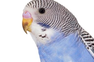 parakeet, Budgie, Parrot, Bird, Tropical,  47