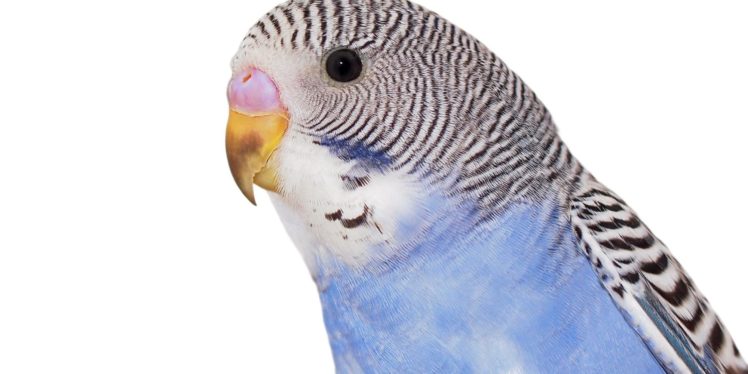 parakeet, Budgie, Parrot, Bird, Tropical,  47 HD Wallpaper Desktop Background