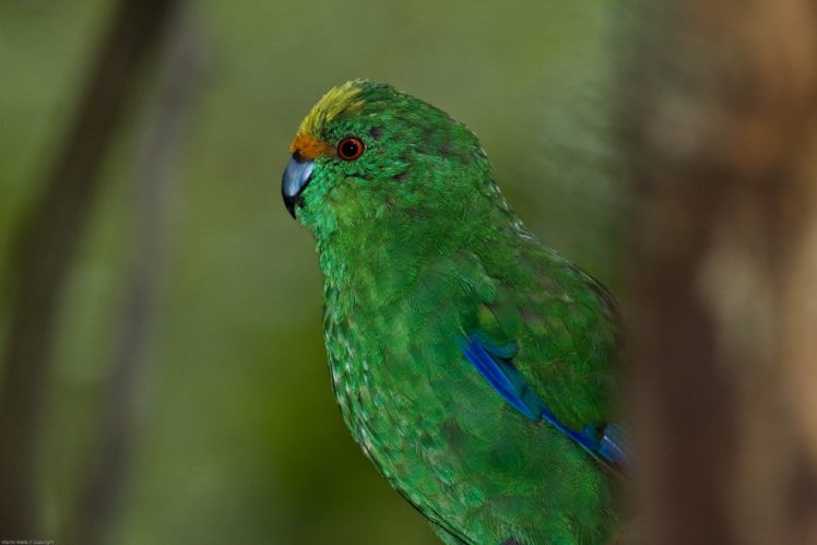 parakeet, Budgie, Parrot, Bird, Tropical,  49 HD Wallpaper Desktop Background