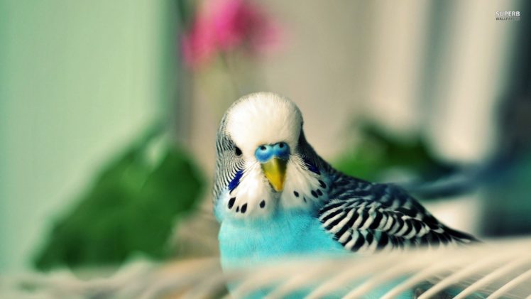 parakeet, Budgie, Parrot, Bird, Tropical,  54 HD Wallpaper Desktop Background