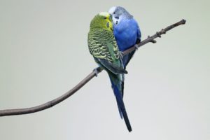 parakeet, Budgie, Parrot, Bird, Tropical,  56