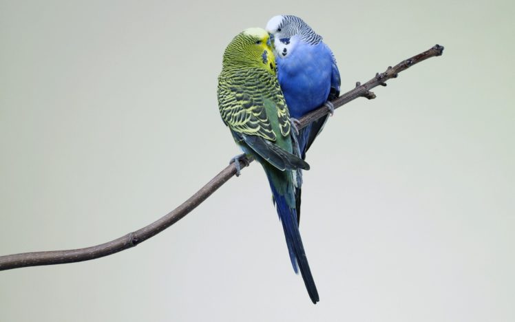 parakeet, Budgie, Parrot, Bird, Tropical,  56 HD Wallpaper Desktop Background