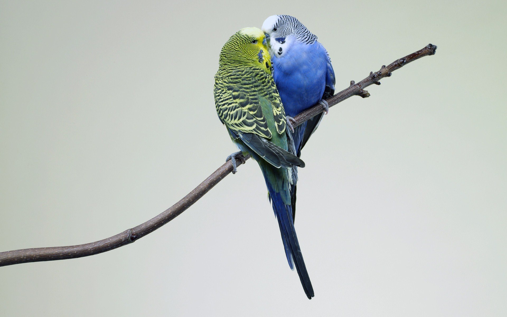 parakeet, Budgie, Parrot, Bird, Tropical,  56 Wallpaper