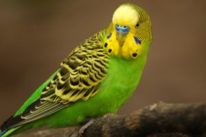 parakeet, Budgie, Parrot, Bird, Tropical,  58