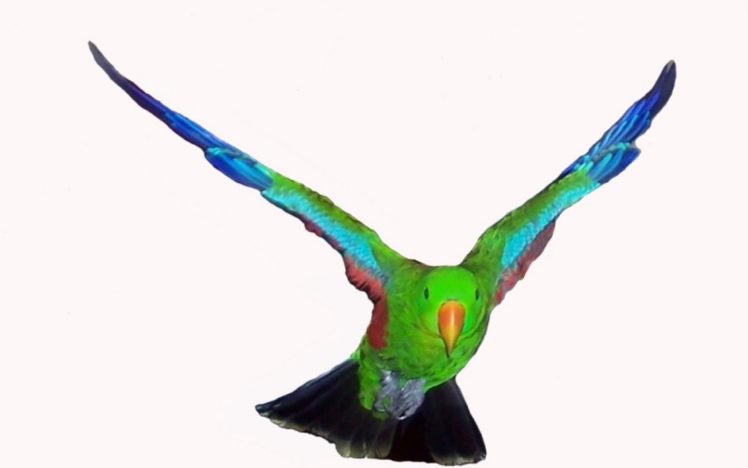 parakeet, Budgie, Parrot, Bird, Tropical,  59 HD Wallpaper Desktop Background