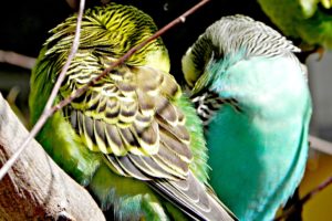 parakeet, Budgie, Parrot, Bird, Tropical,  57